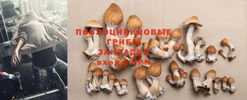 Галлюциногенные грибы Cubensis  Богородск 